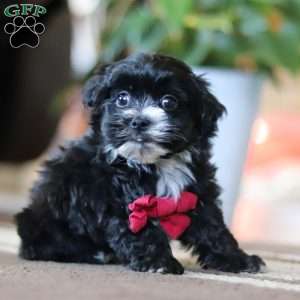 Storm, Maltipoo Puppy